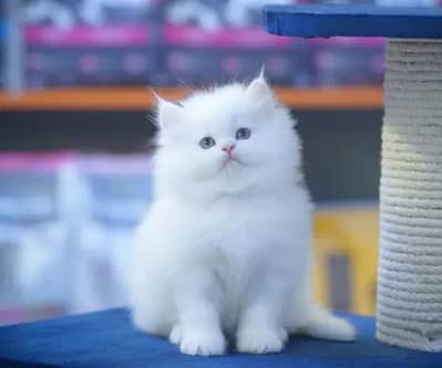 Persian kittens for sale My Whatsapp Number 0323/3070027