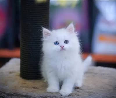 Persian kittens for urgent sale 0323/3070027 My Whatsapp number