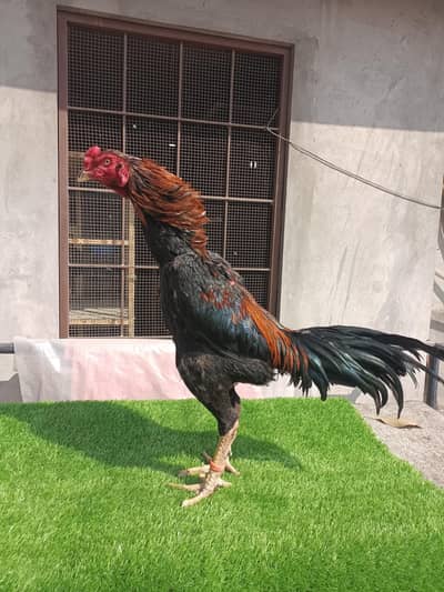 Pure Panus Pakoye Patha style available burmi Pakoya Thai Aseel Bennet