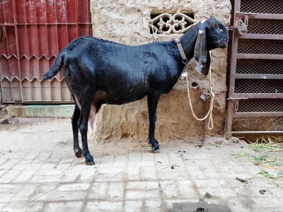 pure amberseri Bakre