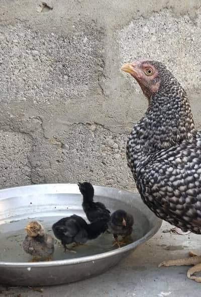 aseel pair with chick