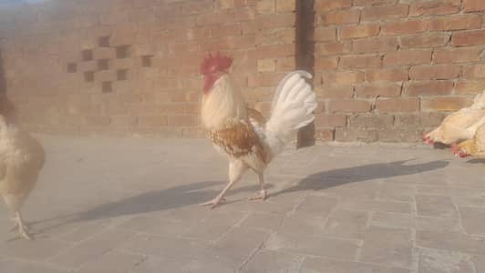 2 murga or 3 golden misri murgiya egg leying for sale