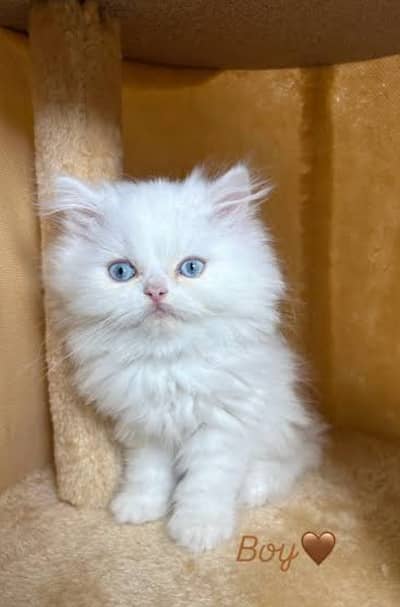 Persian kitten white