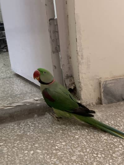 Pure Kashmiri raw parrot