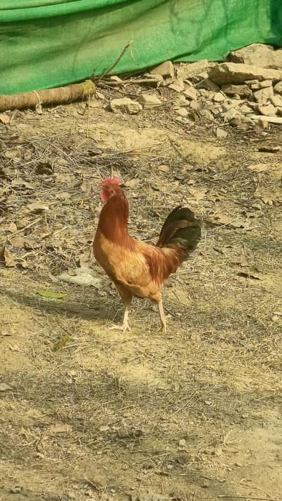 Murga 7 months healthy roostee