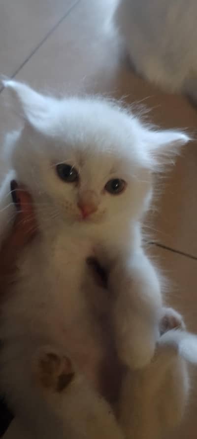 Sami odd eyes white double coated kitten pair