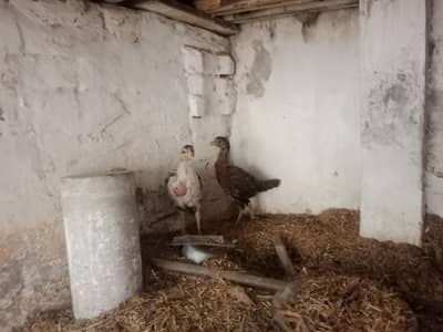 mianwali jawa chicks