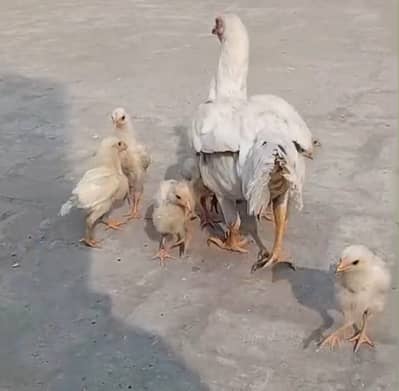 `aseel | paper white aseel | white aseel | heera aseel chicks