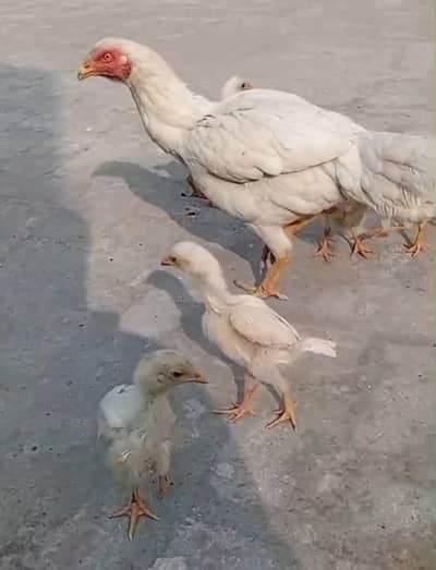`aseel | paper white aseel | white aseel | heera aseel chicks