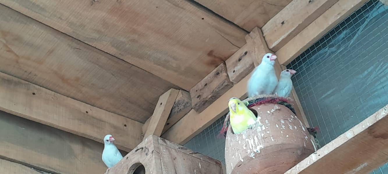 white java pair just 1000 0