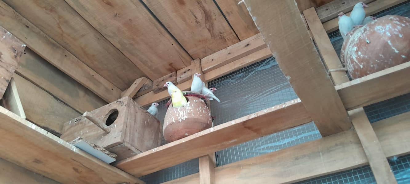 white java pair just 1000 1