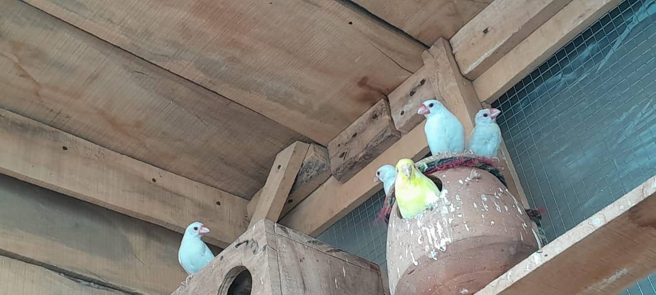 white java pair just 1000 2