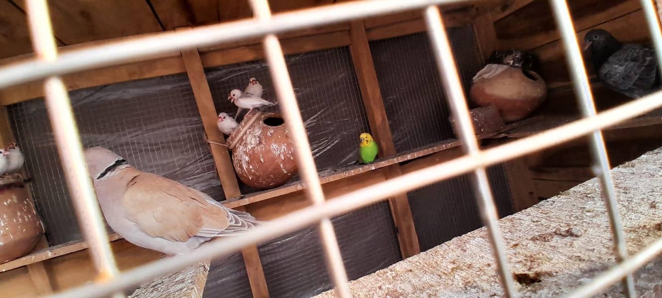 white java pair just 1000 3