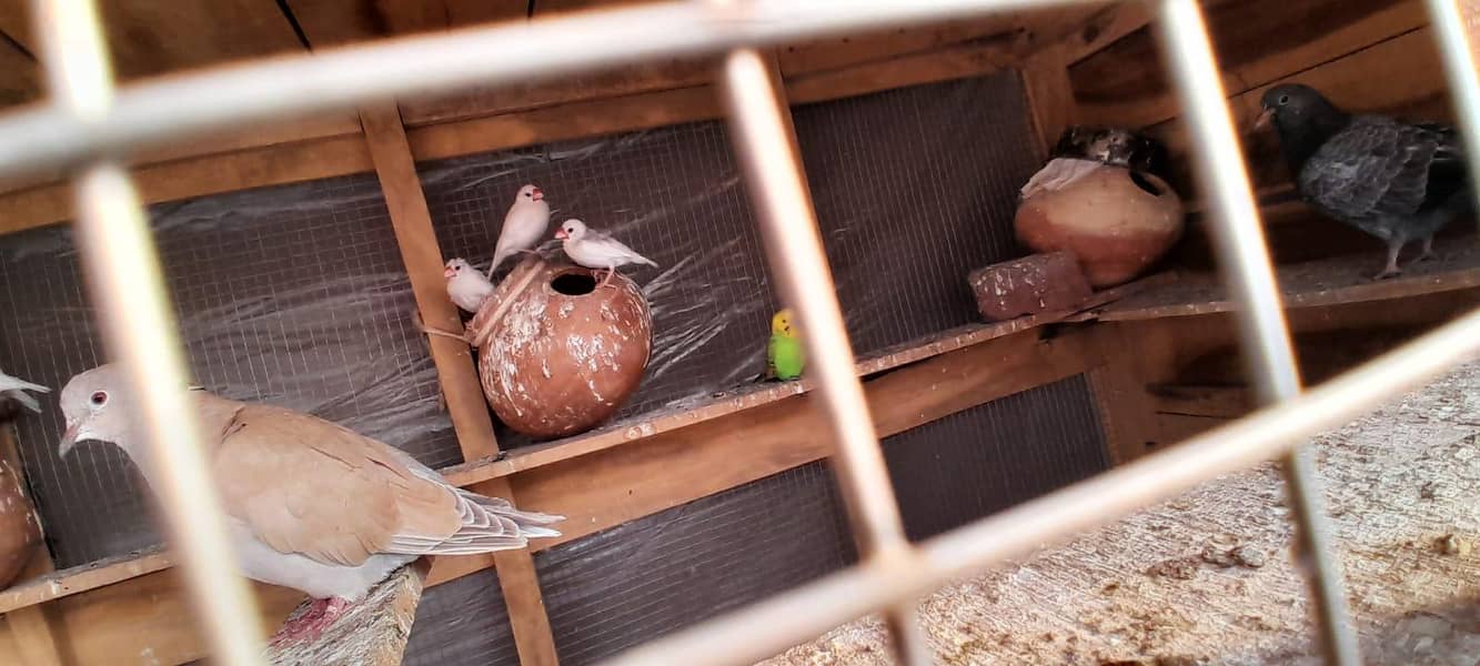 white java pair just 1000 4