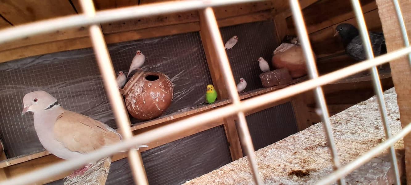 white java pair just 1000 5