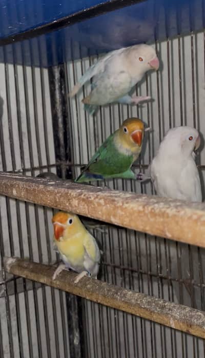 mix lovebirds/creamino/albino/palefellow/parblue