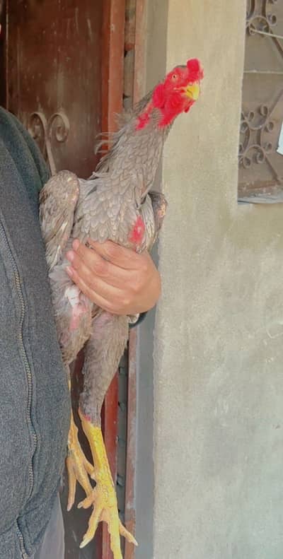 I want to sale my aseel thai setup for sale