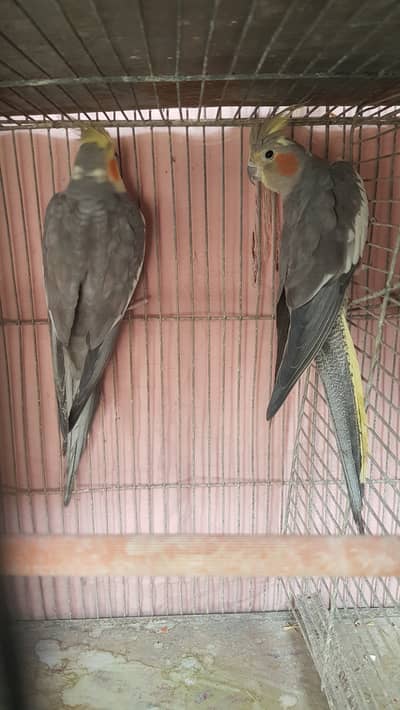 cocktail parrots for sale