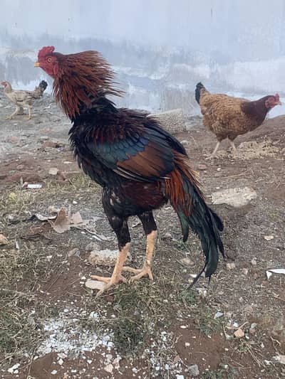 Beautiful shokia murga