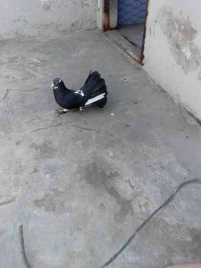 laka pigeon female for sale