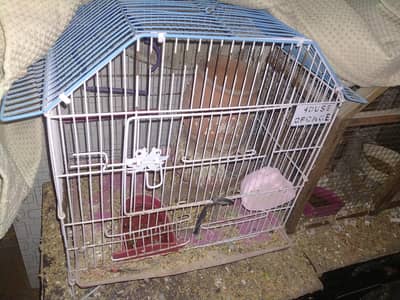 Affordable Deal 2 cage 1 parrot 2 matka