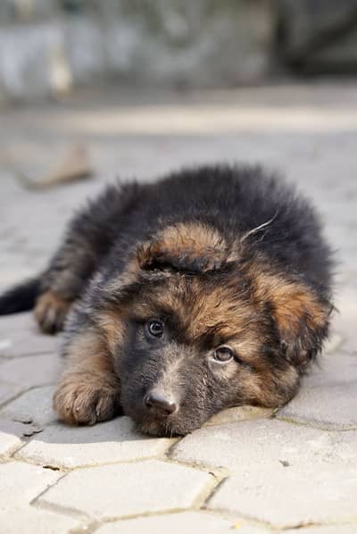 German shepherd Puppies, pure breed, long coat, heavy bone.