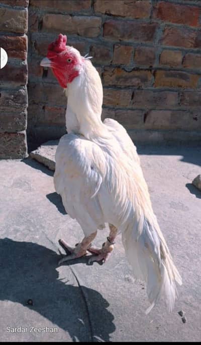 Topla one eye Breeder 0315/5202336