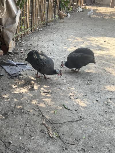 Guinea fall / chenni murgi