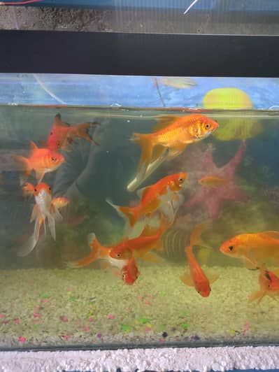 FishLand Aquarium PirMahal