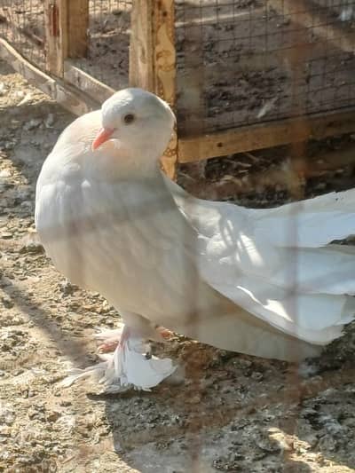 beautiful f mail shirazi pegion