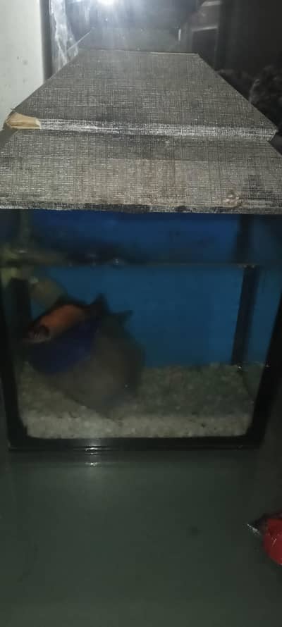 2 Gold with Aquarium