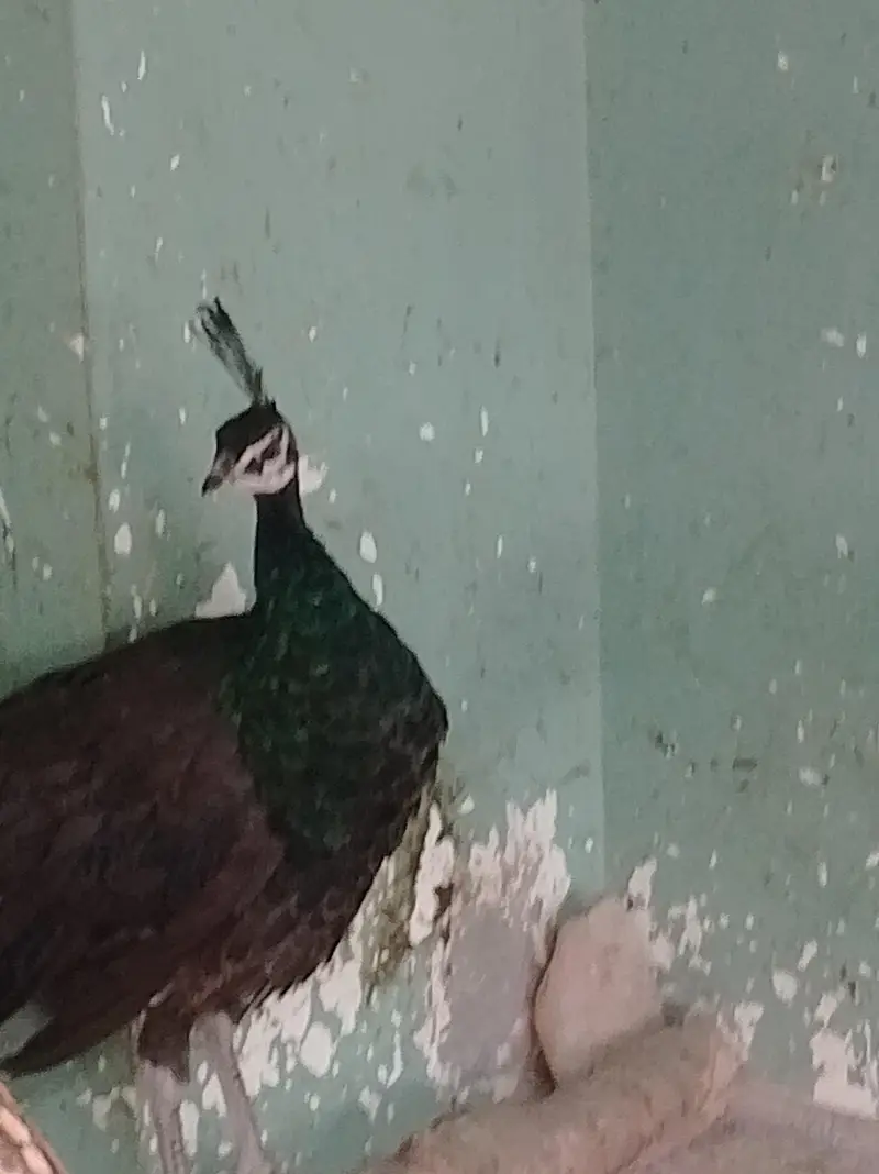 Peacock Chick & Adults Available