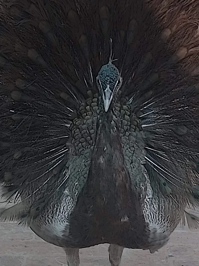 Peacock Chick & Adults Available — photo 2