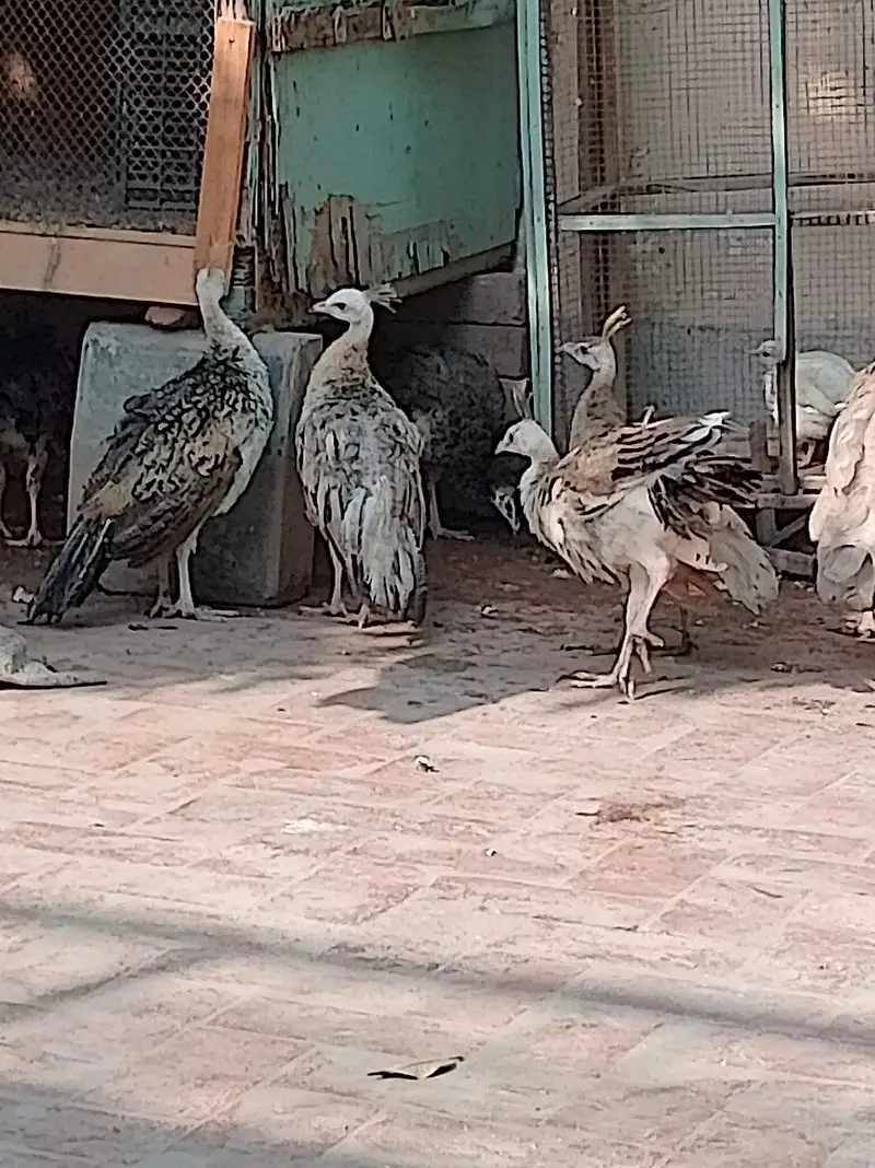 Peacock Chick & Adults Available — photo 3