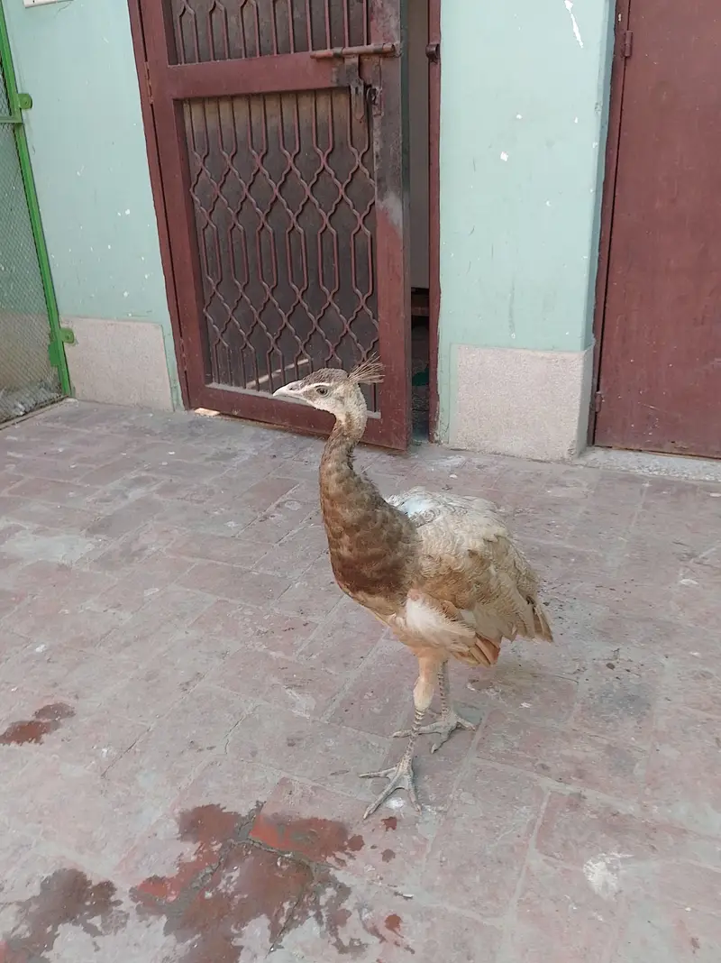 Peacock Chick & Adults Available — photo 4