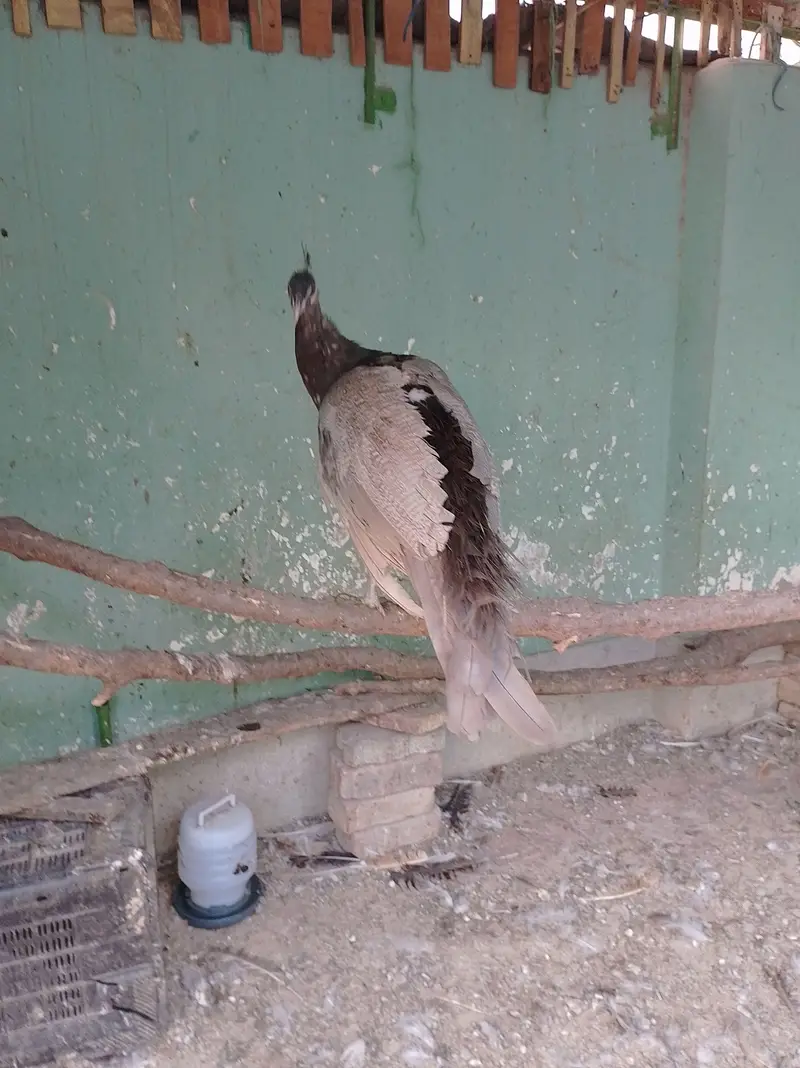 Peacock Chick & Adults Available — photo 5