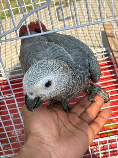 Gray Parrot Chicks