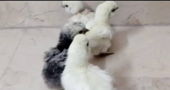 chicks available for sale