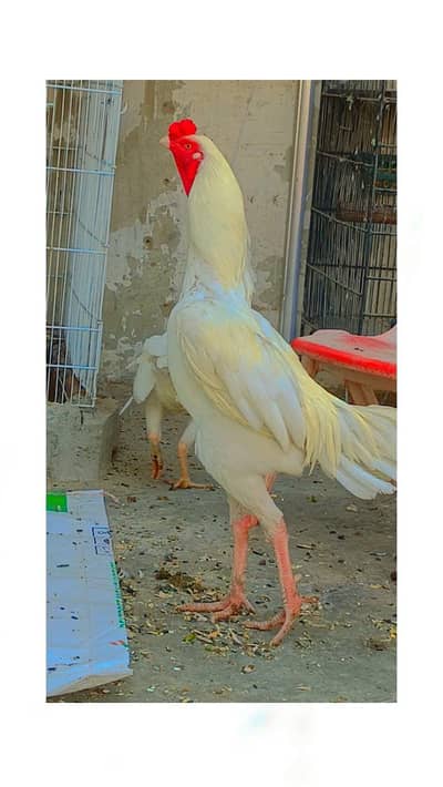 aseel heera trio  egg laying