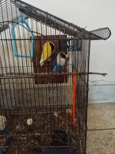 love bird breeder pair with eggs