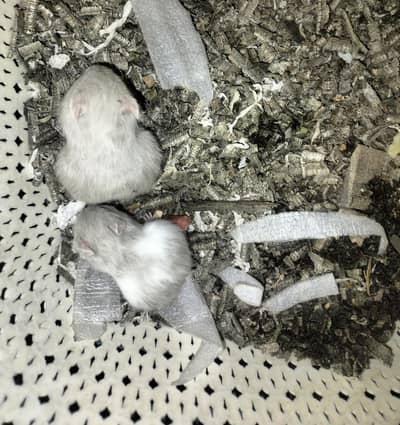 hamster babies available