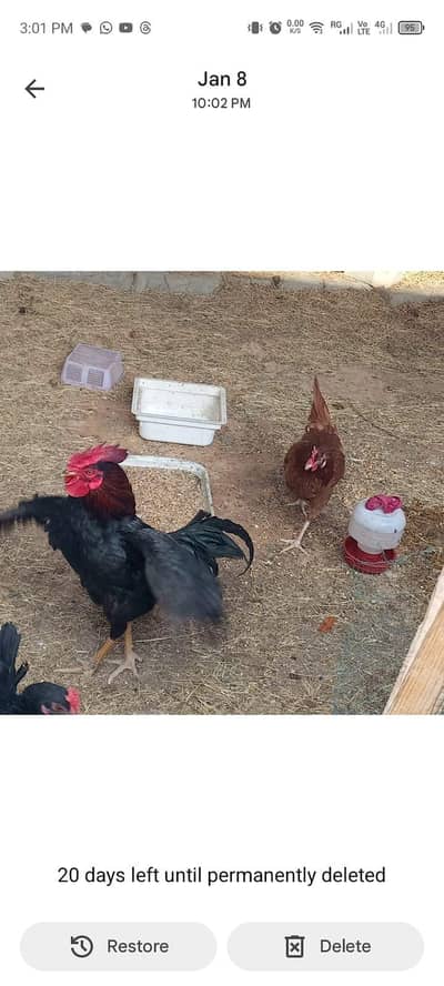 vip murga or 2 unda wali murgia