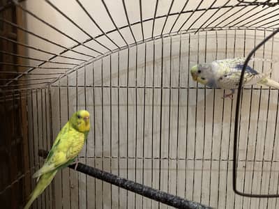 Breeding Budgie Pairs for Sale At Cheap price
