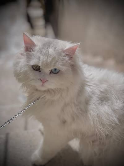 persian cat  for argent sell