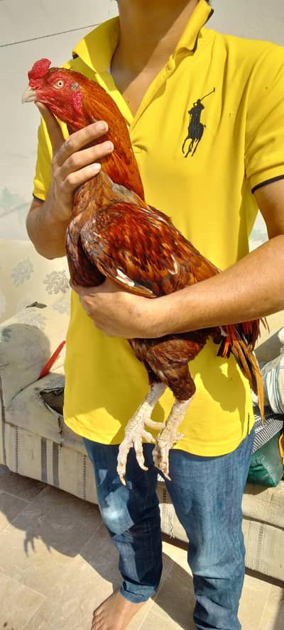 Aseel miyawali murga