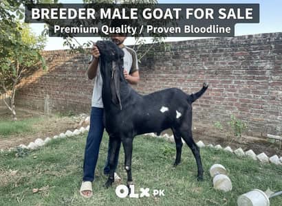 Top Quality Beetal Breeder Male Goat for Sale