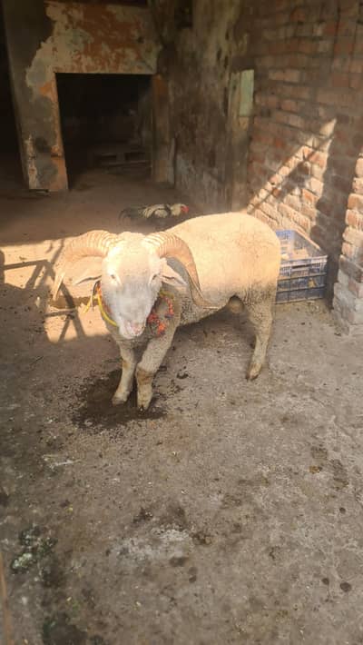 long tail sheep for sale