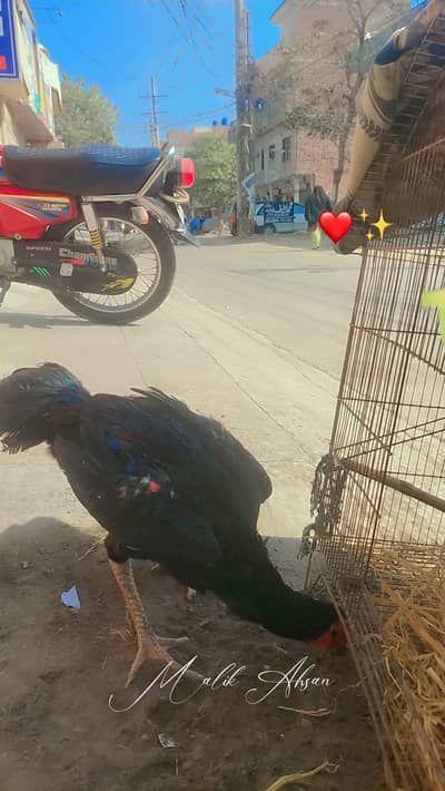 Thai Shamo | Crossy | Black Color | Lahore Cantt