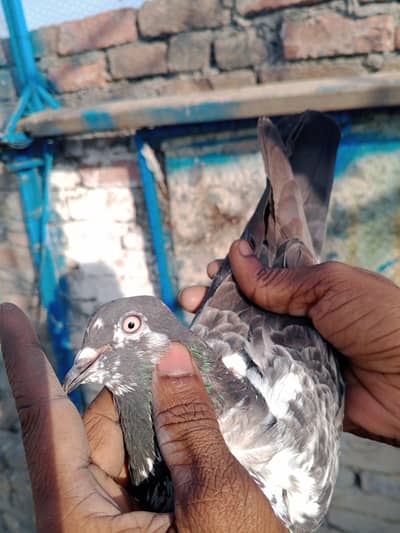 breeder jory for sale