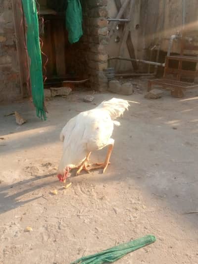 sab alag alag price hai read diskaription